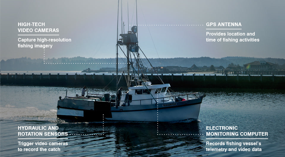 The Waves of Change: How Technology is Revolutionizing Fishing Techniq